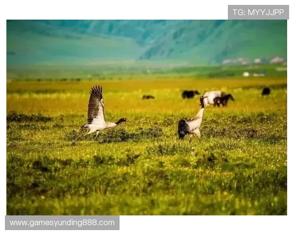 澳门云顶国际平台客户端下载指南快速下载安装步骤详解让你畅玩无阻